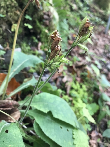 Pflanzenbild gross Wald-Schlüsselblume - Primula elatior