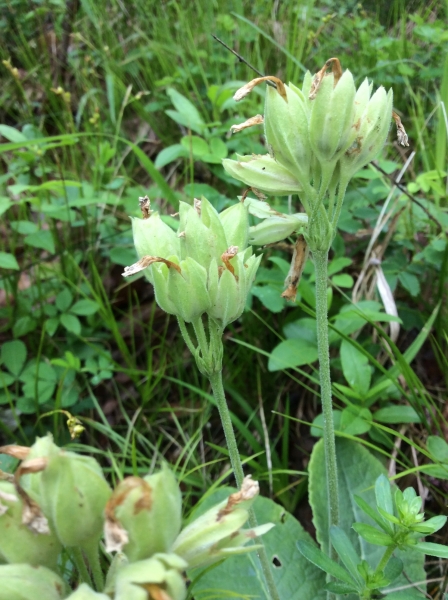 Pflanzenbild gross Frühlings-Schlüsselblume - Primula veris