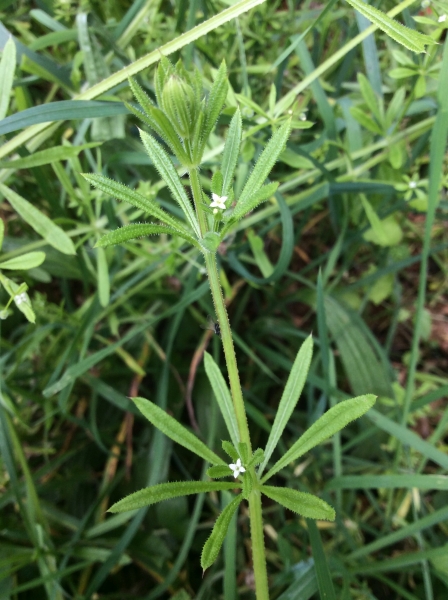 Pflanzenbild gross Kletten-Labkraut - Galium aparine