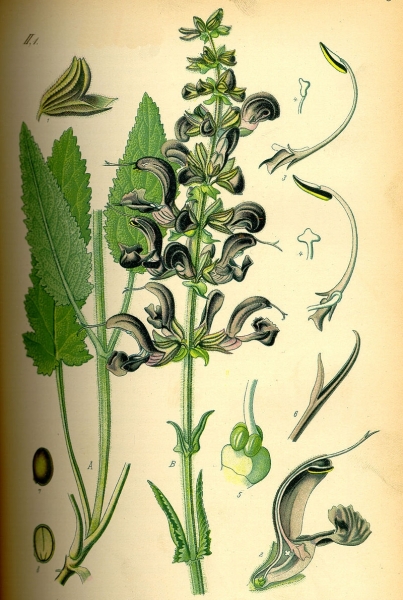 Pflanzenbild gross Wiesen-Salbei - Salvia pratensis