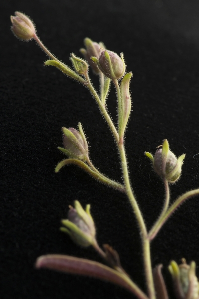 Pflanzenbild gross Kleines Leinkraut - Chaenorrhinum minus