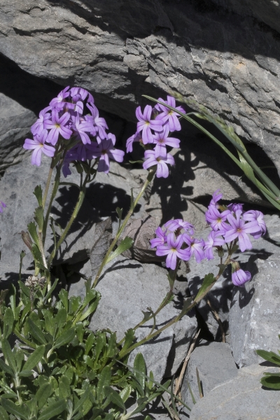 Pflanzenbild gross Leberbalsam - Erinus alpinus