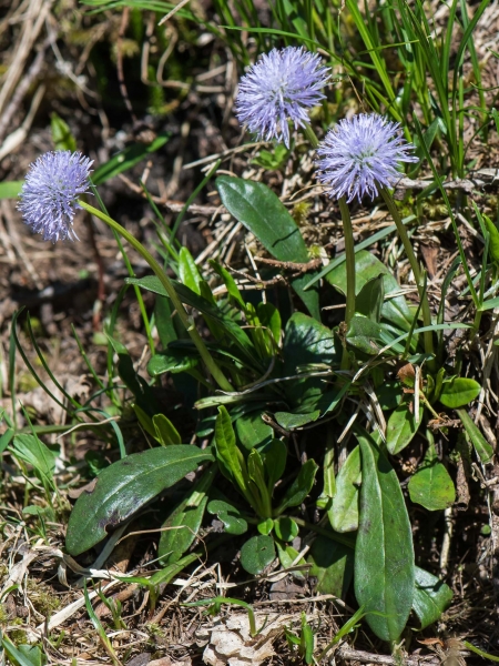 Pflanzenbild gross Schaft-Kugelblume - Globularia nudicaulis