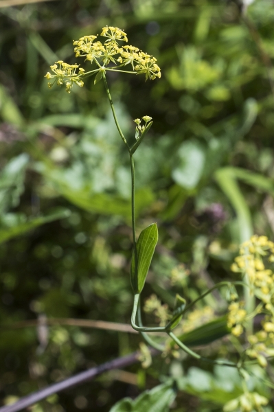 Pflanzenbild gross Sichelblättriges Hasenohr - Bupleurum falcatum subsp. falcatum
