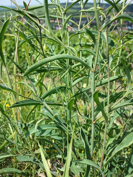 Pflanzenbild gross Sichelblättriges Hasenohr - Bupleurum falcatum subsp. falcatum