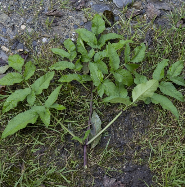 Pflanzenbild gross Wilde Brustwurz - Angelica sylvestris