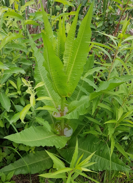 Pflanzenbild gross Wilde Karde - Dipsacus fullonum