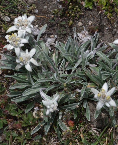 Pflanzenbild gross Edelweiss - Leontopodium alpinum