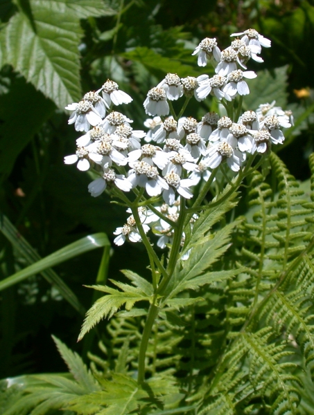 Pflanzenbild gross Grossblättrige Schafgarbe - Achillea macrophylla