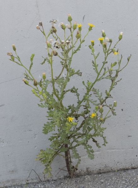 Pflanzenbild gross Klebriges Greiskraut - Senecio viscosus