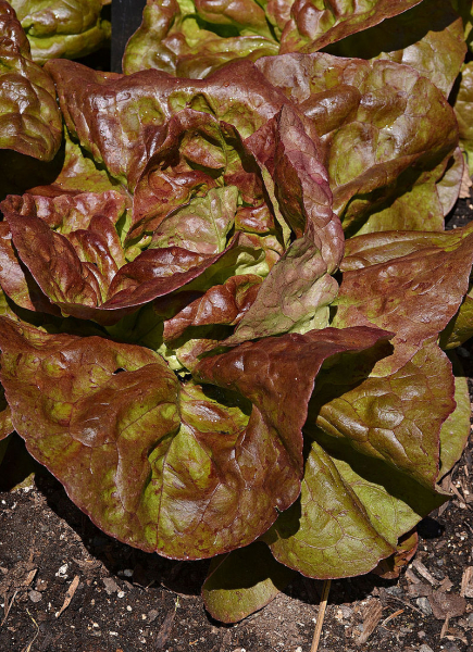 Pflanzenbild gross Kopfsalat - Lactuca sativa