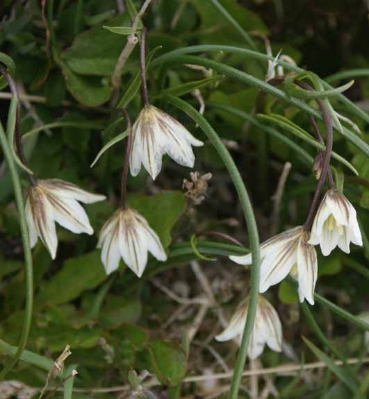 Pflanzenbild gross Faltenlilie - Lloydia serotina
