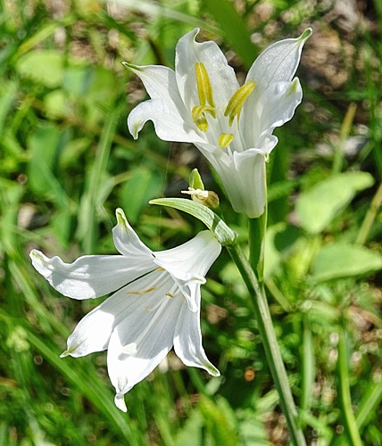 Pflanzenbild gross Weisse Trichterlilie - Paradisea liliastrum