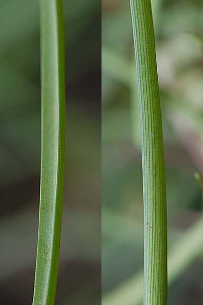 Pflanzenbild gross Weinberg-Traubenhyazinthe - Muscari neglectum aggr.