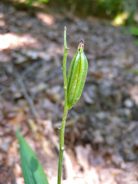 Pflanzenbild gross Langblättriges Waldvögelein - Cephalanthera longifolia