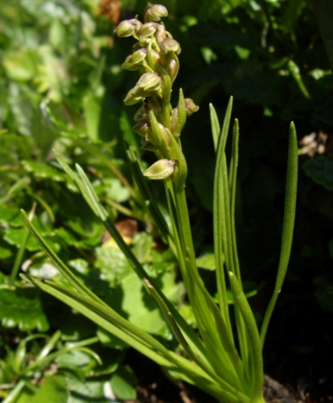 Pflanzenbild gross Zwergorchis - Chamorchis alpina