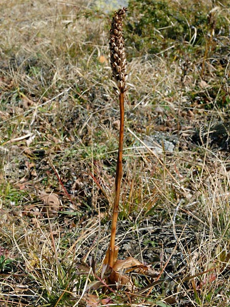 Pflanzenbild gross Weisszunge - Pseudorchis albida