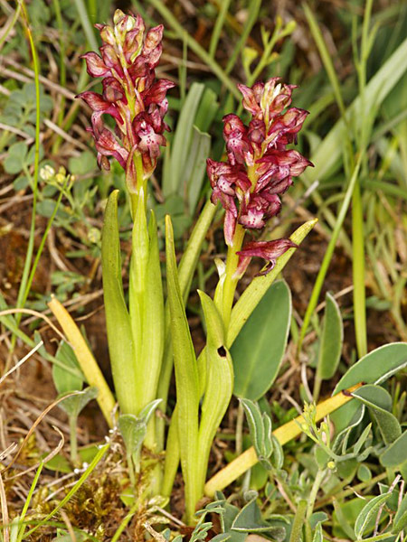 Pflanzenbild gross Wanzen-Knabenkraut - Orchis coriophora