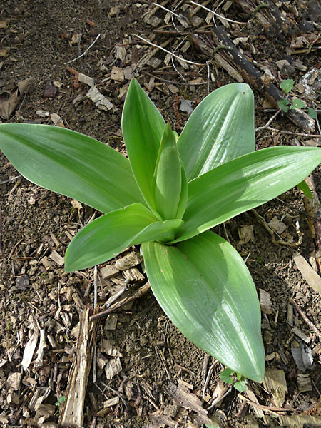Pflanzenbild gross Purpur-Knabenkraut - Orchis purpurea