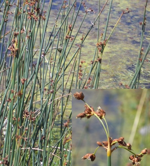Pflanzenbild gross See-Flechtbinse - Schoenoplectus lacustris