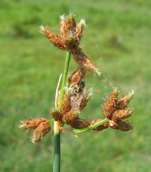 Pflanzenbild gross See-Flechtbinse - Schoenoplectus lacustris