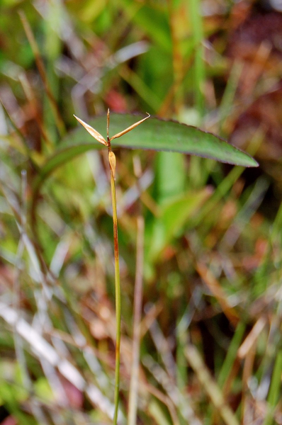 Pflanzenbild gross Wenigblütige Segge - Carex pauciflora