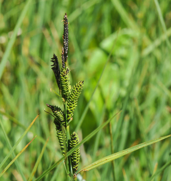 Pflanzenbild gross Braune Segge - Carex nigra