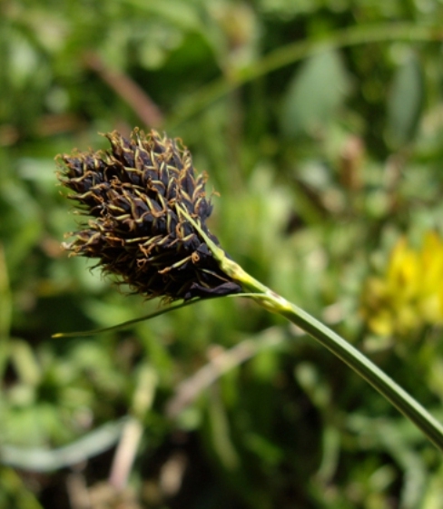 Pflanzenbild gross Kleine Trauer-Segge - Carex parviflora