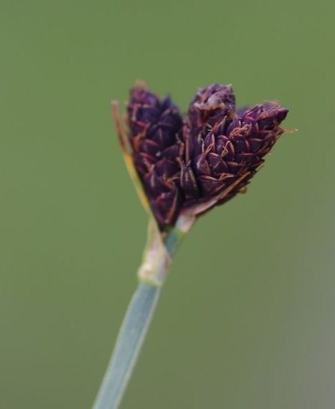 Pflanzenbild gross Kleine Trauer-Segge - Carex parviflora