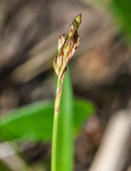 Pflanzenbild gross Vogelfuss-Segge - Carex ornithopoda
