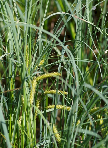 Pflanzenbild gross Schnabel-Segge - Carex rostrata