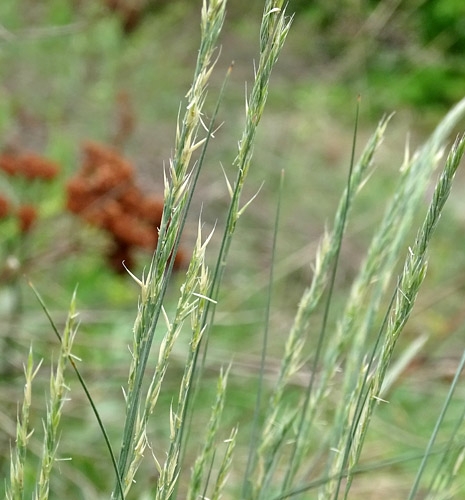 Pflanzenbild gross Walliser Schwingel - Festuca valesiaca