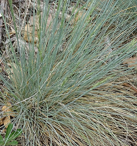 Pflanzenbild gross Walliser Schwingel - Festuca valesiaca