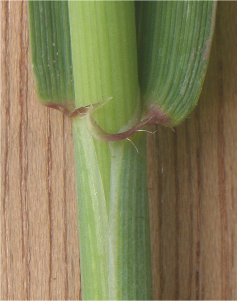 Pflanzenbild gross Saat-Weizen - Triticum aestivum
