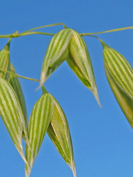Pflanzenbild gross Saat-Hafer - Avena sativa