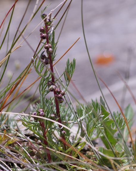 Pflanzenbild gross Nordischer Beifuss - Artemisia borealis