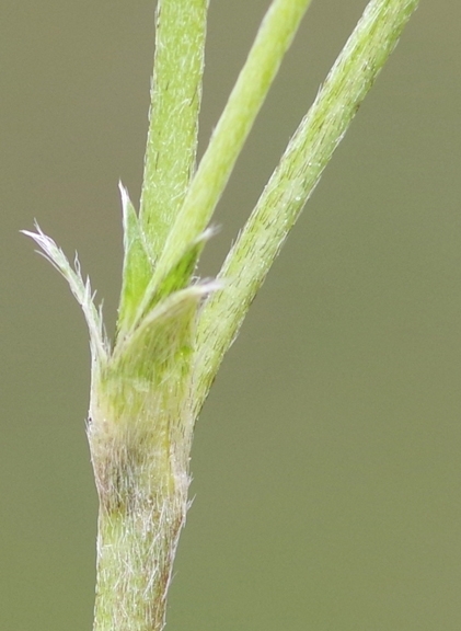 Pflanzenbild gross Lappländer Spitzkiel - Oxytropis lapponica