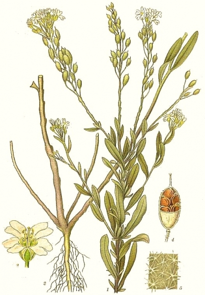 Pflanzenbild gross Graukresse - Berteroa incana