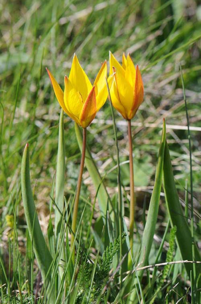 Pflanzenbild gross Südliche Weinberg-Tulpe - Tulipa sylvestris subsp. australis