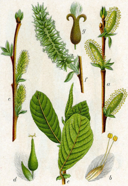 Pflanzenbild gross Ohr-Weide - Salix aurita