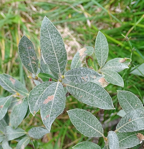 Pflanzenbild gross Seidenhaarige Weide - Salix glaucosericea