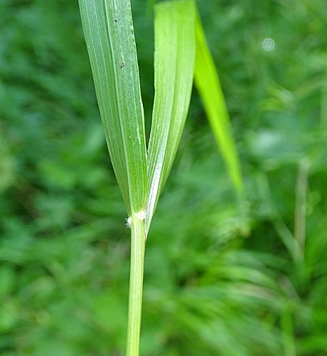 Pflanzenbild gross Wolliges Reitgras - Calamagrostis villosa