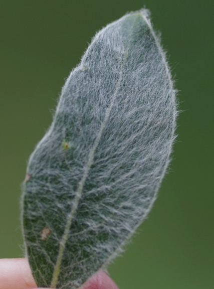 Pflanzenbild gross Seidenhaarige Weide - Salix glaucosericea