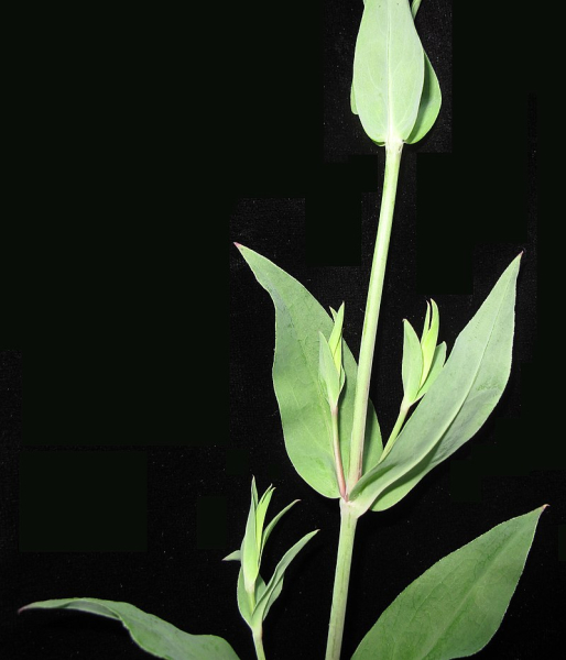 Pflanzenbild gross Klatschnelke - Silene vulgaris