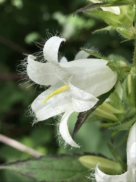 Pflanzenbild gross Nesselblättrige Glockenblume - Campanula trachelium
