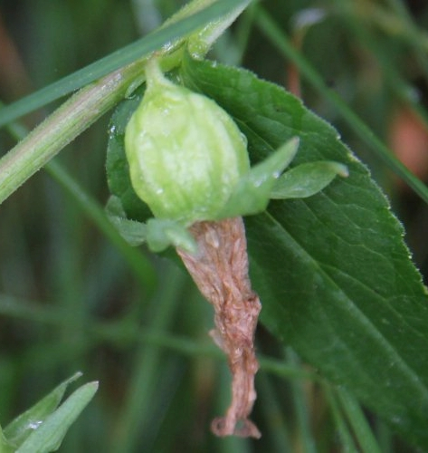Pflanzenbild gross Acker-Glockenblume - Campanula rapunculoides