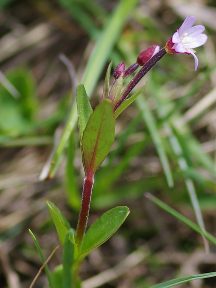 Pflanzenbild gross Mierenblättriges Weidenröschen - Epilobium alsinifolium