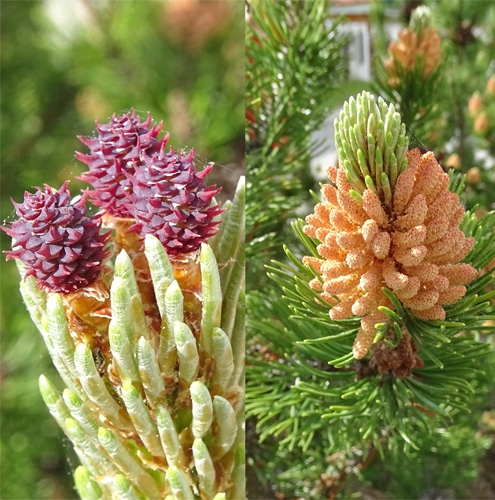 Pflanzenbild gross Leg-Föhre - Pinus mugo Turra subsp. mugo