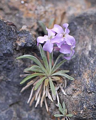 Pflanzenbild gross Walliser Levkoje - Matthiola valesiaca