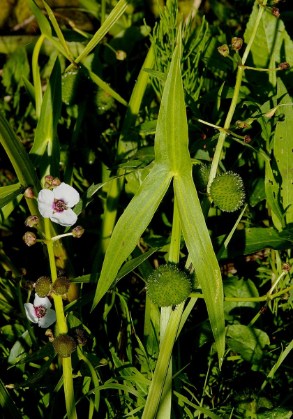 Pflanzenbild gross Echtes Pfeilkraut - Sagittaria sagittifolia